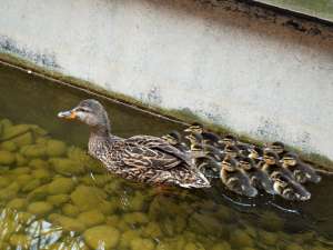 The mother duck and ducklings following their rescue.